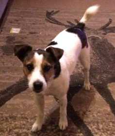 Lost Dog