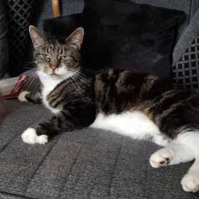 Lost Cat