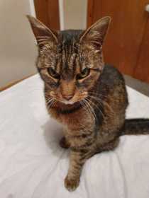 Lost Cat