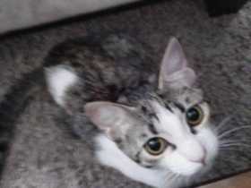 Lost Cat