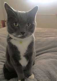 Lost Cat