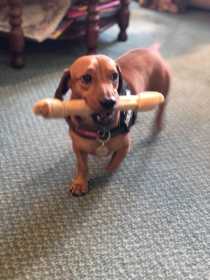Lost Dog