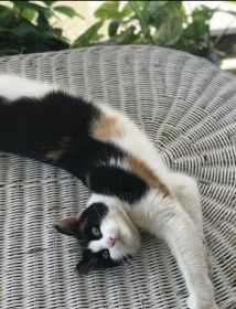 Lost Cat