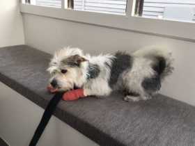 Lost Dog