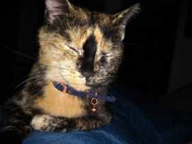 Lost Cat