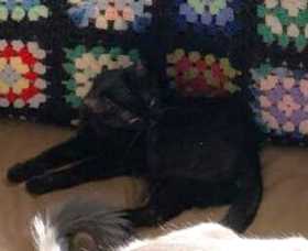 Lost Cat