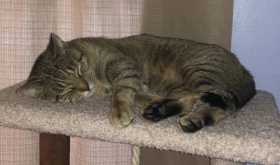 Lost Cat