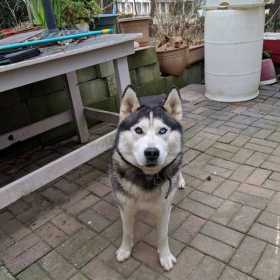 Lost Dog