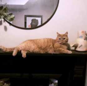 Lost Cat