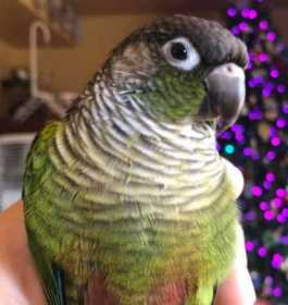 Lost Conure