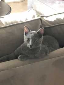 Lost Cat