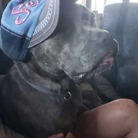 Lost Dog