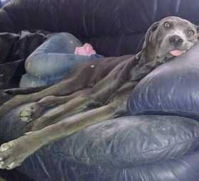 Lost Dog
