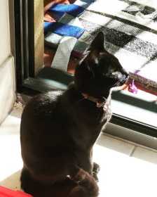 Lost Cat