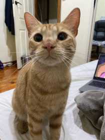 Lost Cat
