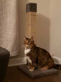 Lost Cat