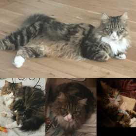 Lost Cat