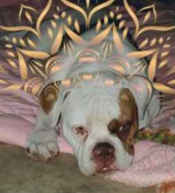 Lost Dog