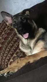 Lost Dog