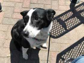 Lost Dog