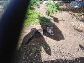 Lost Cat