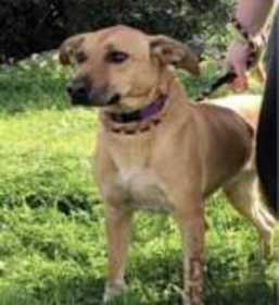 Lost Dog