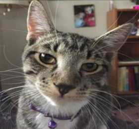 Lost Cat