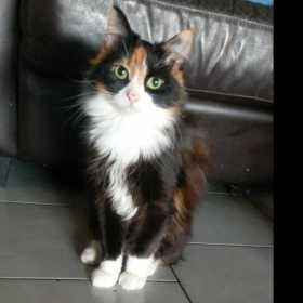 Lost Cat