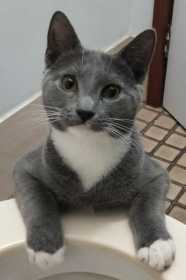 Lost Cat