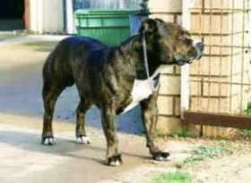 Lost Dog