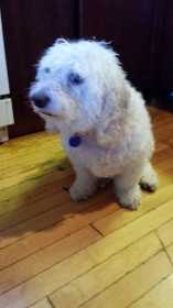 Lost Dog