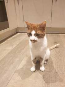 Lost Cat