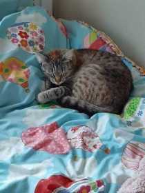Lost Cat