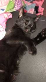 Lost Cat