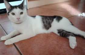 Lost Cat