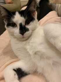 Lost Cat