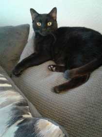 Lost Cat
