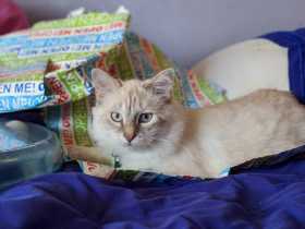 Lost Cat