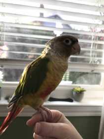 Lost Conure