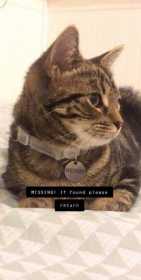 Lost Cat