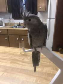 Lost Cockatiel