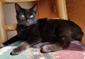 Lost Cat