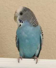 Lost Parakeet