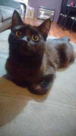 Lost Cat