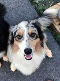 Lost Dog