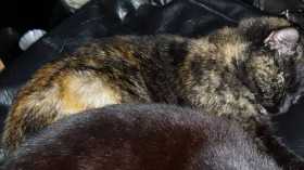 Lost Cat