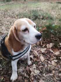 Lost Dog