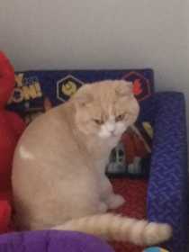 Lost Cat