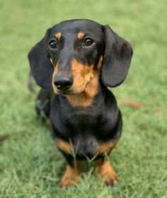 Lost Dog