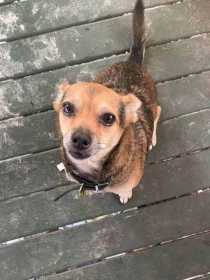 Lost Dog